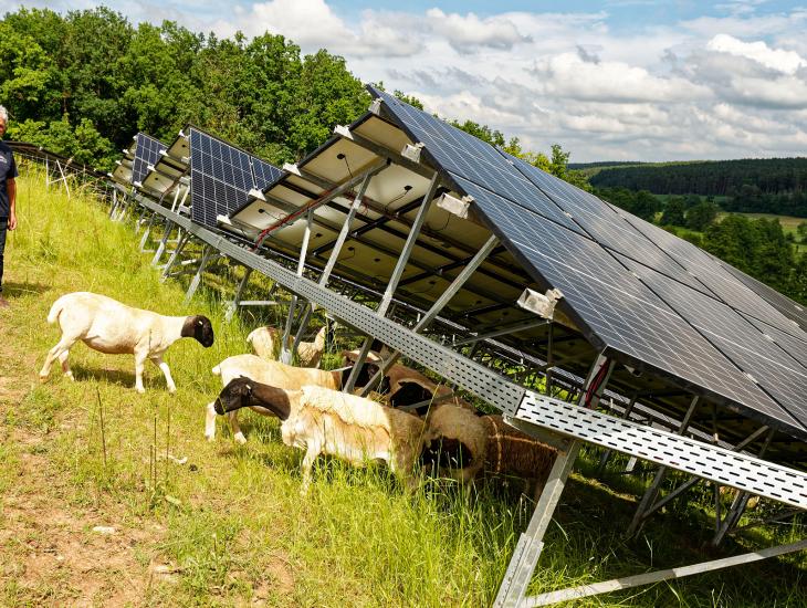 Schafe grasen unter einer Photovoltaikanlage