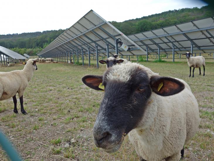 Schaf vor PV-Anlage
